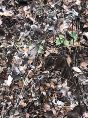 Pycnanthemum muticum