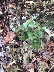 Pycnanthemum muticum