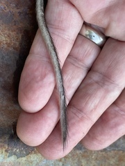 Peromyscus californicus