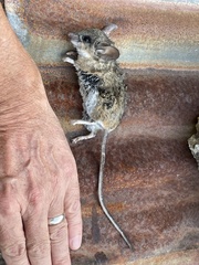 Peromyscus californicus