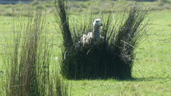 Cereopsis novaehollandiae