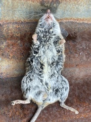 Peromyscus californicus