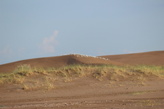 Panicum racemosum