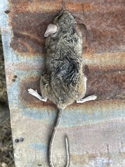 Peromyscus californicus