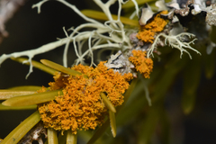 Polycauliona candelaria