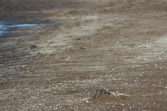 Charadrius falklandicus