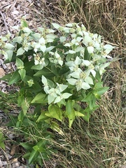 Pycnanthemum muticum