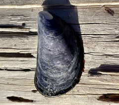 Mytilus trossulus