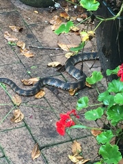 Nerodia fasciata pictiventris