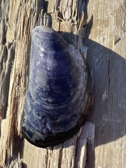 Mytilus trossulus