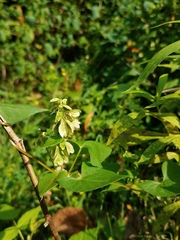 Fallopia scandens