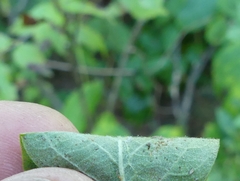 Symphoricarpos albus albus