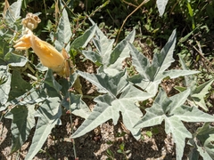 Cucurbita palmata
