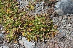 Azorella biloba