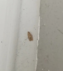 Lepidoptera