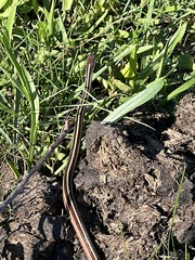 Thamnophis saurita saurita