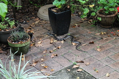 Nerodia fasciata pictiventris