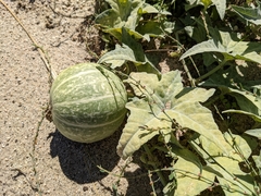 Cucurbita palmata