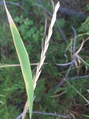 Thinopyrum elongatum