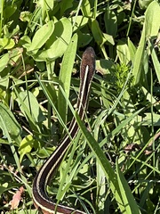 Thamnophis saurita saurita