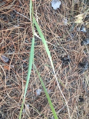 Thinopyrum elongatum