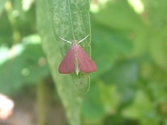 Pyrausta inornatalis