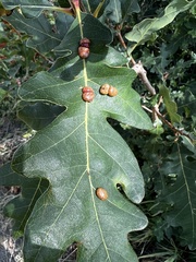 Xanthoteras eburneum