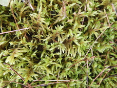 Pleurozium schreberi