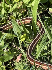 Thamnophis saurita saurita
