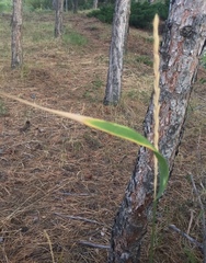 Thinopyrum elongatum