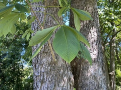 Aesculus flava