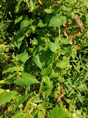 Fallopia scandens