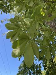 Aesculus flava