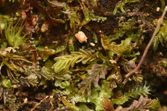 Plagiochila