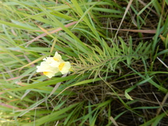 Linaria