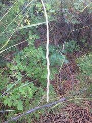 Thinopyrum elongatum