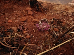 Ledebouria ovatifolia ovatifolia