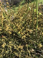 Ephedra chilensis