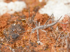 Zaprochilus australis