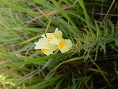 Linaria