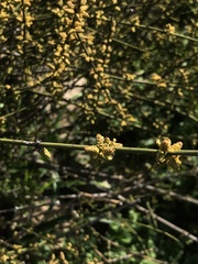Ephedra chilensis