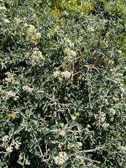 Ceanothus cordulatus