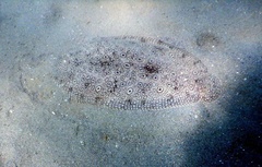 Pardachirus pavoninus