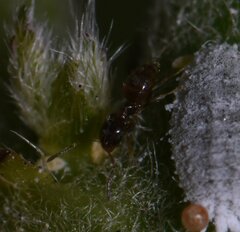 Brachymyrmex obscurior