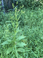 Erechtites hieraciifolius