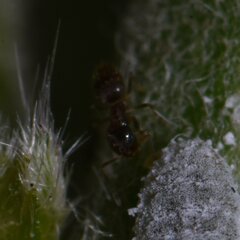 Brachymyrmex obscurior