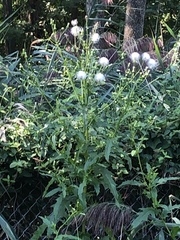 Erechtites hieraciifolius