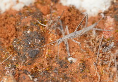 Zaprochilus australis