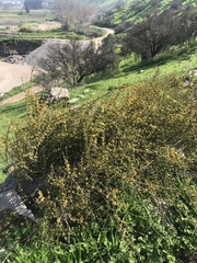 Ephedra chilensis