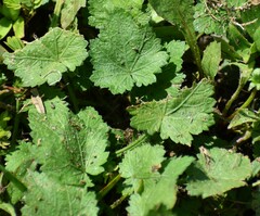 Modiola caroliniana